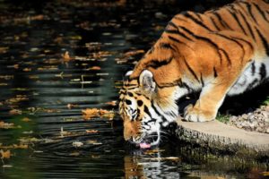 tiger drinking from a pool of water