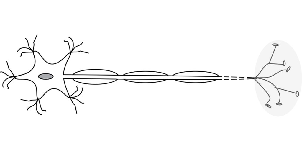 Structure of the Central Nervous System