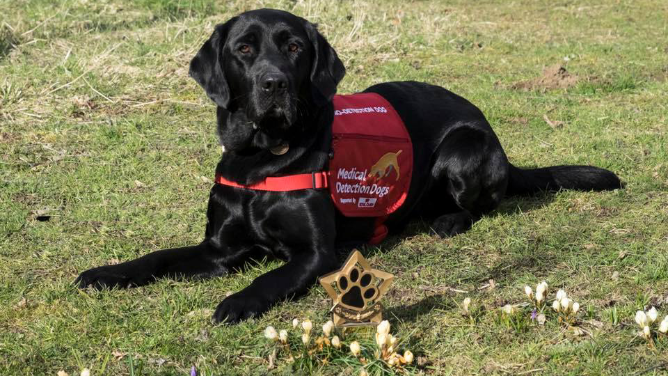 Large black dog lying on the grass wearing a red jacket saying Medical Detection Dogs