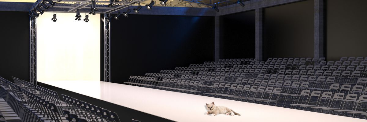 Lit up cat walk at a fashion show with rows of seating on either side. Lying on the catwalk is a small cat.